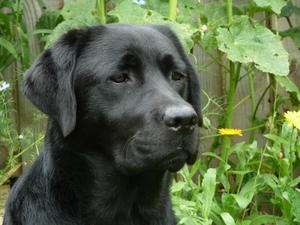 Ella - Meadowleigh Morella