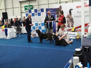 WINNING THE GUNDOG GROUP under Mr Tom H Bradley