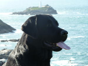 Ella 'sea gazing' on holiday in Cornwall