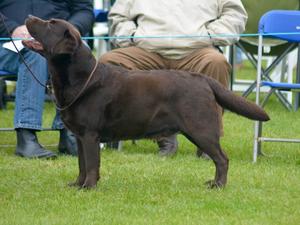 Open Dog Class - Judge Paul Collins