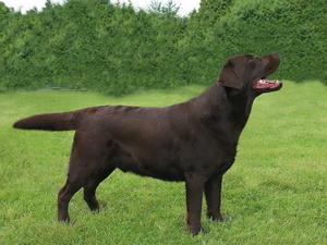 MEADOWLEIGH BROWN SUGAR
