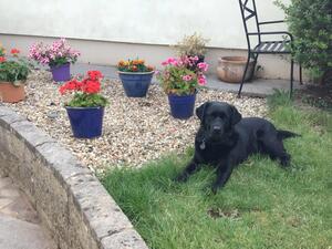 MEG being good! ~ Meadowleigh Sweet Megan