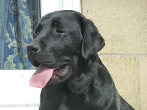  Romantica at 11 months
