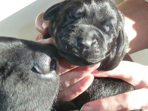 Greeting mum at 3 days young !