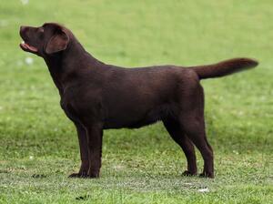 Winning Best puppy & PG3 at Poole Canine Club 2021