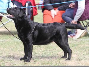 Yearling Bitch Bournemouth Champ Show 2019