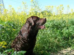 Ruby with Summer flowers