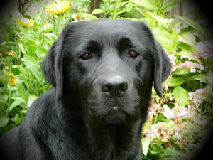  'ELLA'
