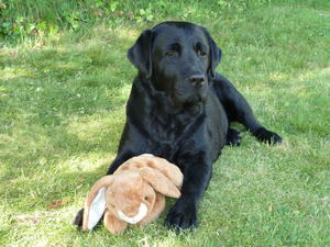 Favourite bunny!