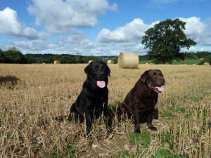 Roma in the Barley Field with Mum Ruby  Sept 2013