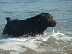'Ella' enjoying the Cornish surf!