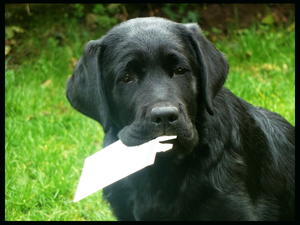 'Roma' - As a puppy...misbehaving!
