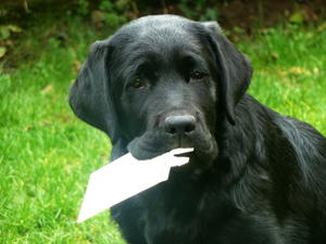 'Roma' getting up to mischief!