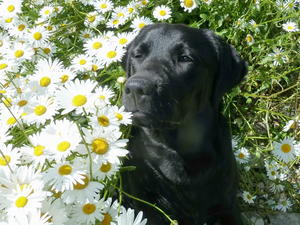Maya & Daisies
