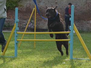 Ludo enjoying Agility training