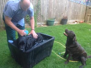 Wes at home waiting his turn for a 'bath'!