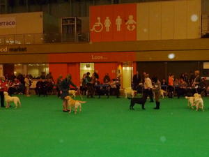 Ella shortlisted to final 7 at Crufts 2015