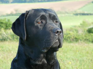 'Leo' at 3 years - enjoying the countryside