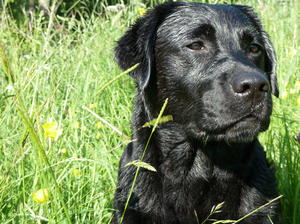 Ella... After a swim!