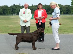 Wes - CC with BEST of BREED & BEST IN SHOW