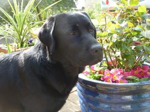 Ella with the flower pots - Summer 2013
