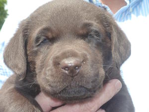 Wesy as a pup... Lush lashes!