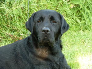 Roma will seek out muck anywhere!