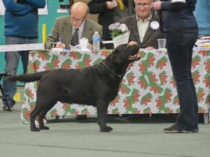 Wes - DOG CC with BEST of BREED & BEST IN SHOW