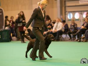 Wes moving in his Crufts Class 2016