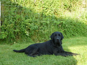 Roma after finding a muddy ditch!