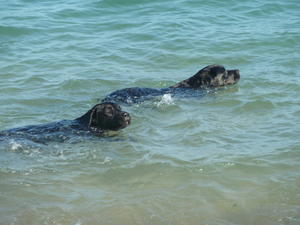 Ella enjoying a swim with Roma