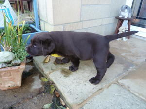 Bobby exploring ~ 5 weeks