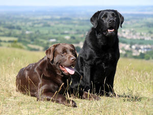 Wes & Oscar enjoying the views!