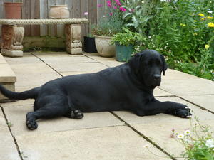 Roma relaxing at home