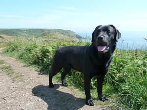 Ella - July 2013 Enjoying a Devon Coastal walk