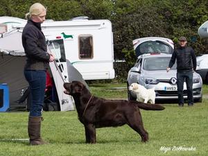 CC - GREEN STAR GUNDOG GROUP 1 BEST IN SHOW 3