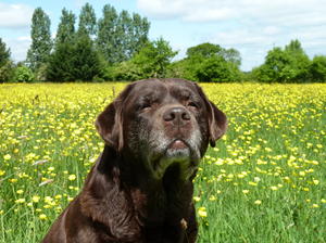 'Ruby' in the buttercups May 2015..nearly 10 years