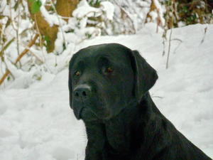 Roma in the snow ~ 2012