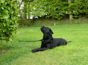 Romantica looking at the birds ~ 18 months