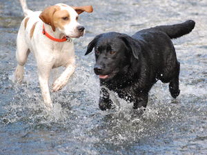 Ella with her Pointer friend!