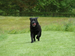 Ella enjoying a morning 'gallop'!