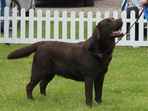Meadowleigh Brown Sugar