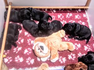 Maya's 7 lovely babies
