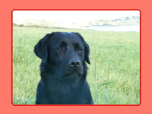 Our lovely Ella - Rainbow Bridge August 2015