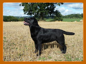 Ella in the Barley Field  -  September 2013