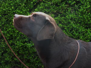 2nd Maiden Dog - Labrador Club of Wales Ch Show