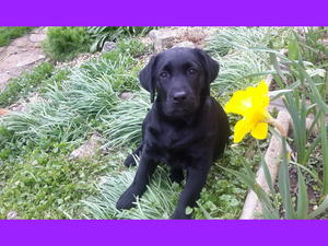 Nessa in the daffodils