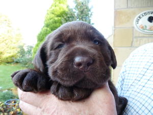 Bobby at 2 weeks young