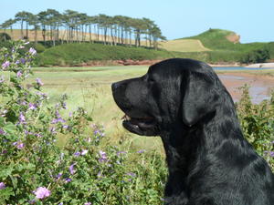 Romantica looking out - July 2013