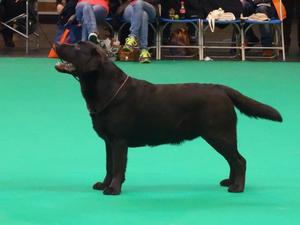 Wes in his Crufts Class